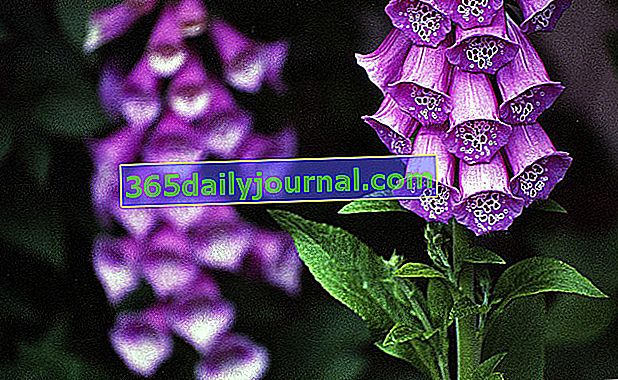 Naparstnica (Digitalis purpurea), trujący kwiat