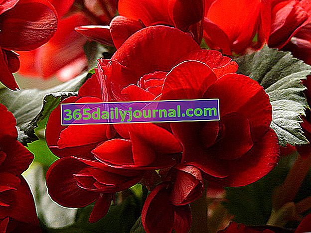 Begonia roja