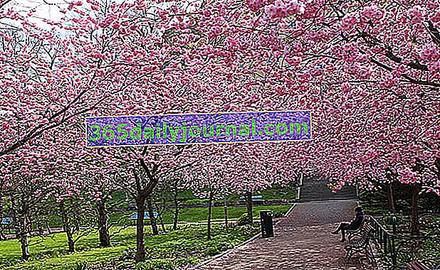 Cerezo floreciente (Prunus) o cerezo japonés en el jardín