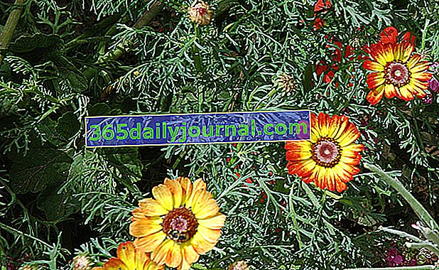 Keeled krizantem (Chrysanthemum carinatum veya Ismelia carinata)