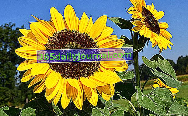 Słonecznik (Helianthus), kwiat słońca