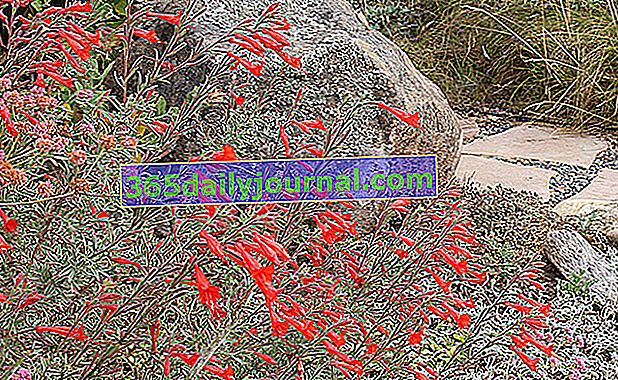 Kalifornská fuchsia (Zauschneria californica), pre suché záhrady