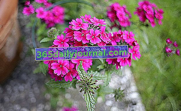 Werbena ogrodowa (Verbena x hybrida) we wszystkich kolorach