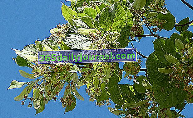 Lipa (Tilia), ziołowe drzewo herbaciane