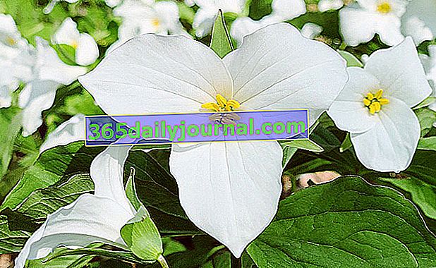 Büyük çiçekli trillium (Trillium grandiflorum) veya beyaz trillium