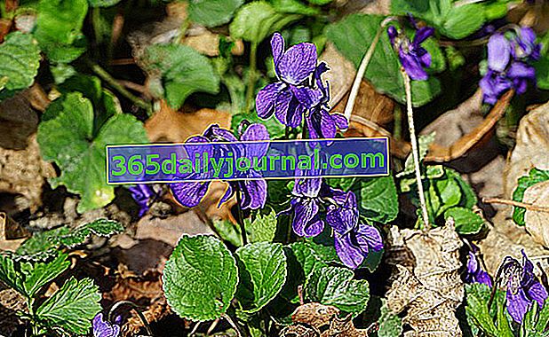 Violeta dulce (viola odorata), flor de jardín