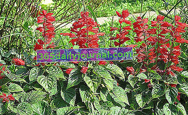 Kırmızı adaçayı (Salvia splendens): bahçe çiçeği, dikim, büyüyen, bakım