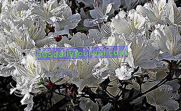 Biały kwiat rododendronów