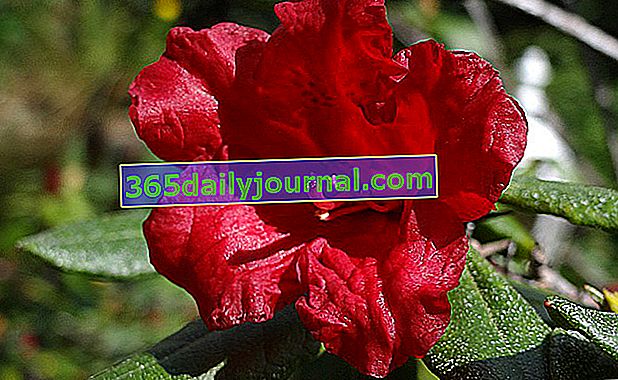 Flor de rododendro rojo