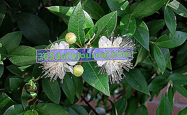 Mirt pospolity (Myrtus communis): rośnie i pielęgnuje krzew