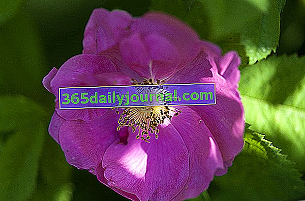 Rose Gallica Splendens pembe