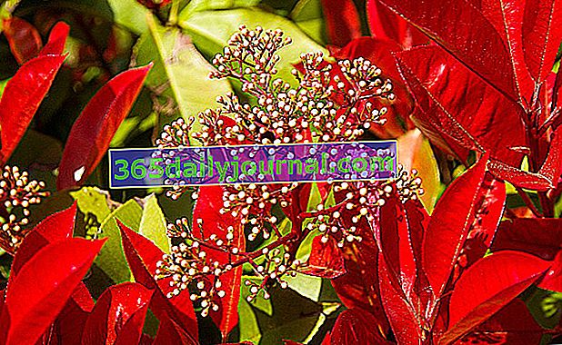 Photinia (Photinia x fraseri), bir çit içinde kırmızı yapraklar