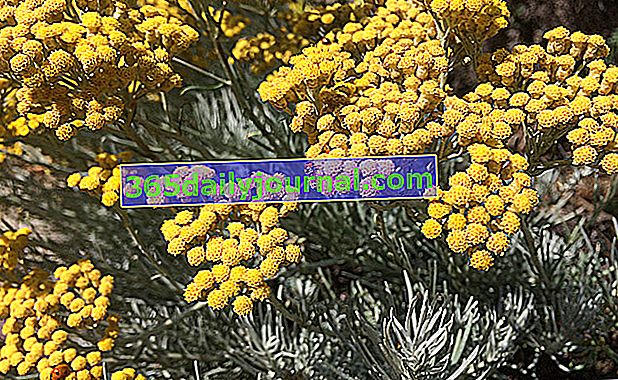 Planta de curry (helichrysum italicum serotinum), flor de jardín