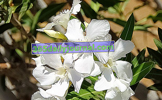 Oleander blanco