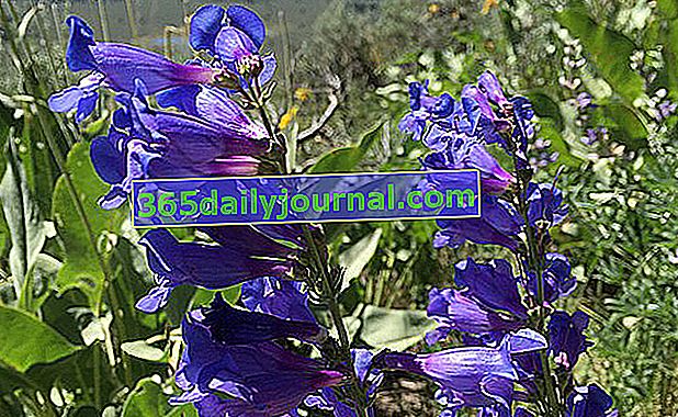 Penstemon Blue Spring с голубыми цветами
