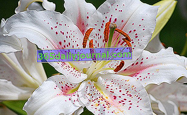 Zambak veya zambak (Lilium), mükemmel kraliyet çiçeği