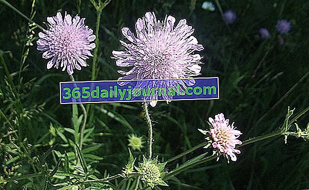 meadowsweet lub polny scaby (Knautia arvensis syn. Scabiosa arvensis)