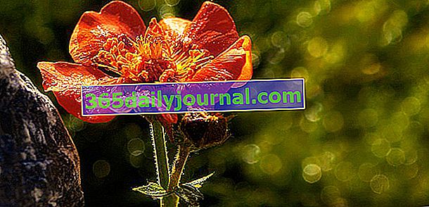 pomarańczowy lub szkarłatny benoite ma ceglastoczerwone kwiaty