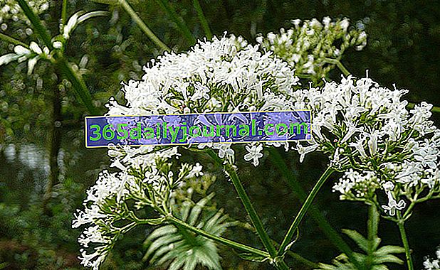 Valerian officinalis (Cetranthus officinalis)