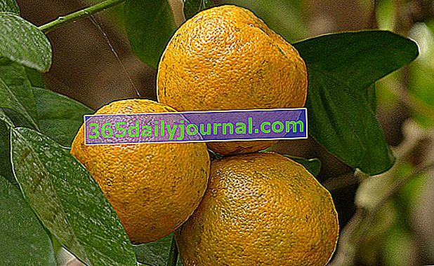ekşi portakal veya acı portakal (Citrus aurantium)