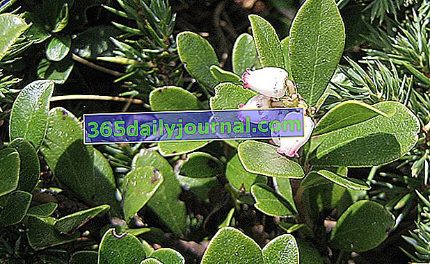 bearberry (Arctostaphylos uva-ursi) veya bearberry