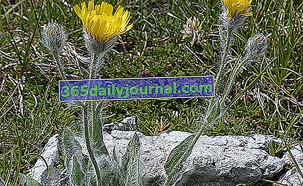 hawkweed (Hieracium villosum)