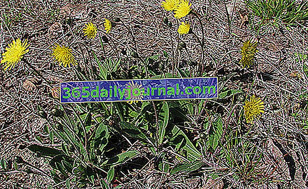 Piloselle (Hieracium pilosella) veya hawkweed 