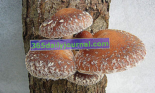 shiitake, soczewica dębowa (Lentinula edodes) lub pachnący grzyb 