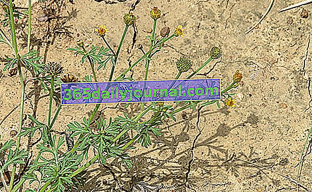 Chrysanthellum americanum lub Chrysanthellum indicum, dobre dla wątroby