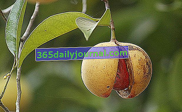 Küçük hindistan cevizi (Myristica fragrans), sindirim fıstığı