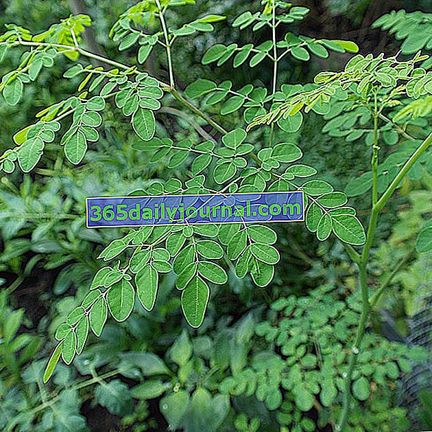 Moringa oleifera, hayat ağacı