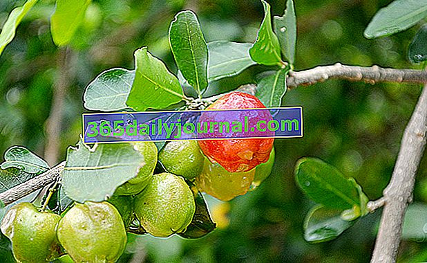 acerola (Malpighia punicifolia) lub wiśnia zachodnioindyjska