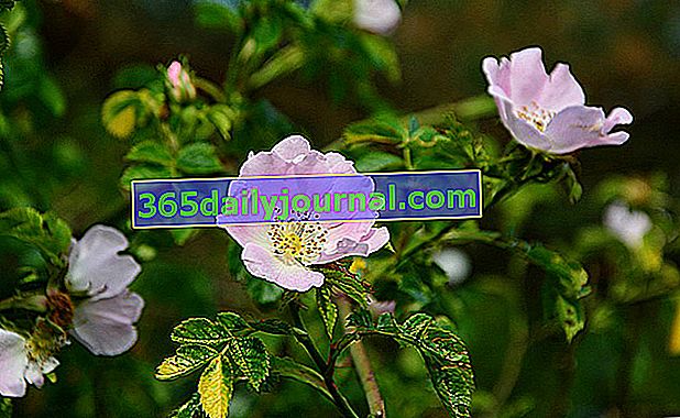 walory zdrowotne i walory owoców dzikiej róży (Rosa canina)