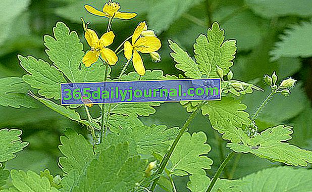 Glistnik (Chelidonium majus) lub brodawki trawa: sadzenie, pielęgnacja