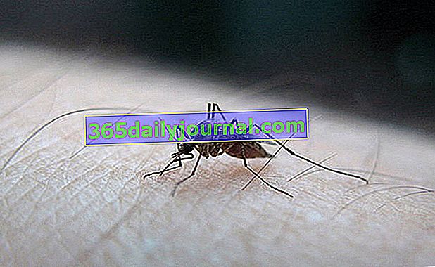 Lista roślin odstraszających komary