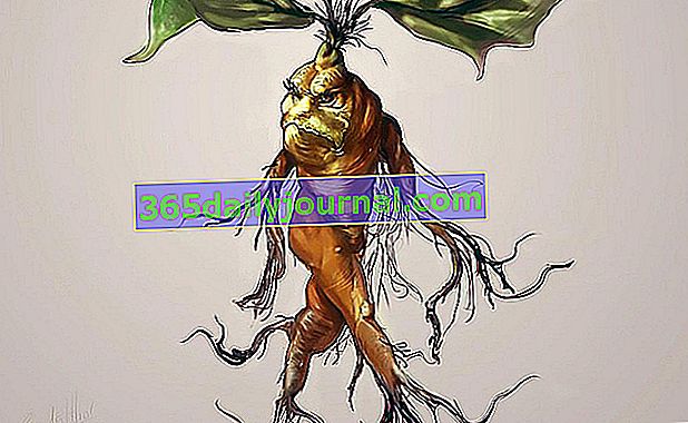 trujący korzeń mandragory (Mandragora officinarum) 