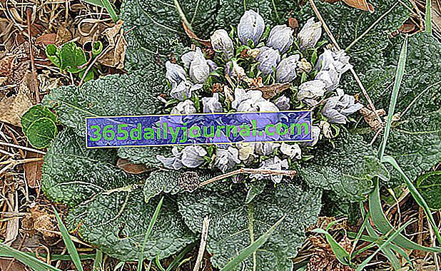 Magiczna roślina mandragora (Mandragora officinarum)