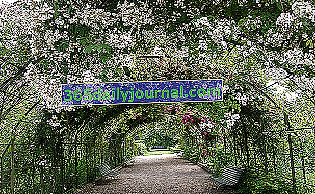 Marnay-sur-Seine (Aube) botanik bahçesinde büyük bir gül bahçesi