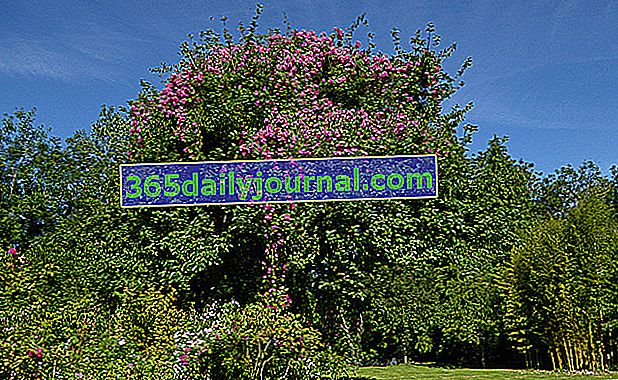 Fresne-Cauverville'de ziyaret edilecek bahçe