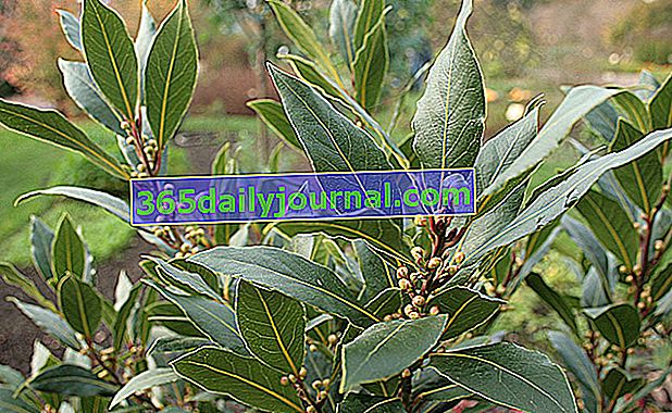 laurel de bahía (Laurus nobilis) planta alelopática