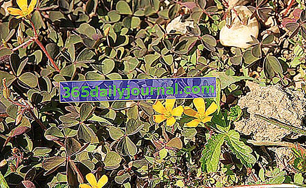 Oxalis corniculata (Oxalis corniculata): bahçede istilacı bitki