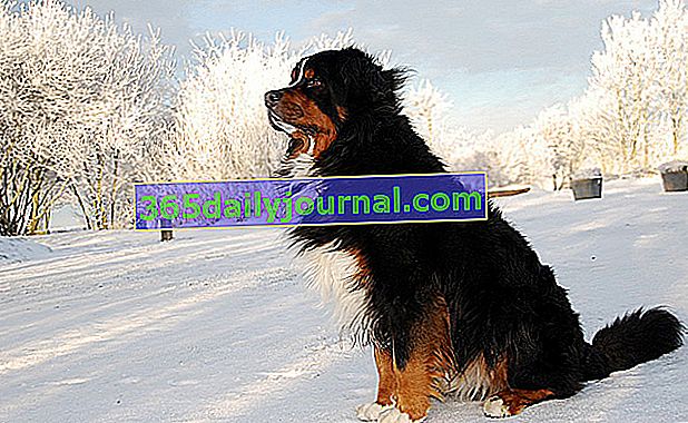 Bernský salašnický pes a jeho nádherné trikolorní šaty