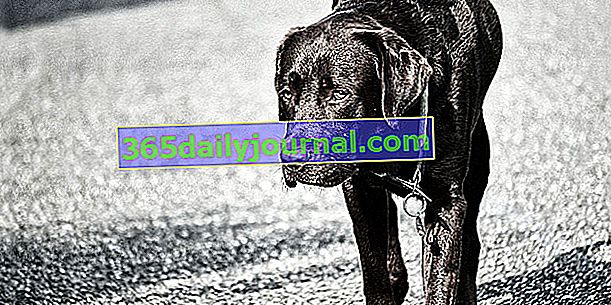 Дисплазия тазобедренного сустава у собак: симптомы, лечение и профилактика