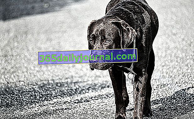 Displasia de cadera en perros