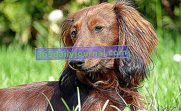 El Dachshund es un perro de patas cortas.