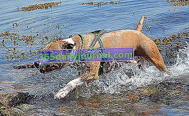 El Pitbull o American Pitbull Terrier: un perro atlético 