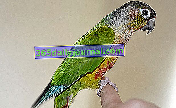 Papagaj Molinae ili Papagaj zelenih obraza: kako uzgajati ovu pticu kod kuće?