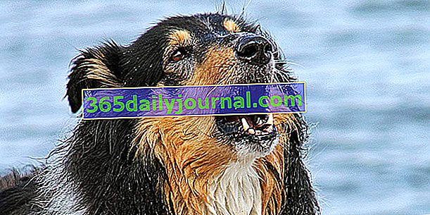 Tos de las perreras: síntomas, tratamiento y prevención