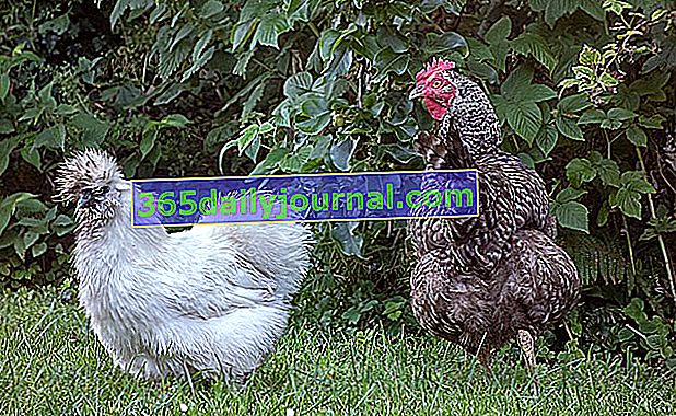 Origen y características de la gallina de seda 