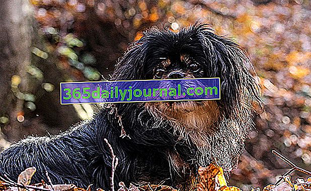 Tibet Spaniel, küçük köpek, canlı ve neşeli